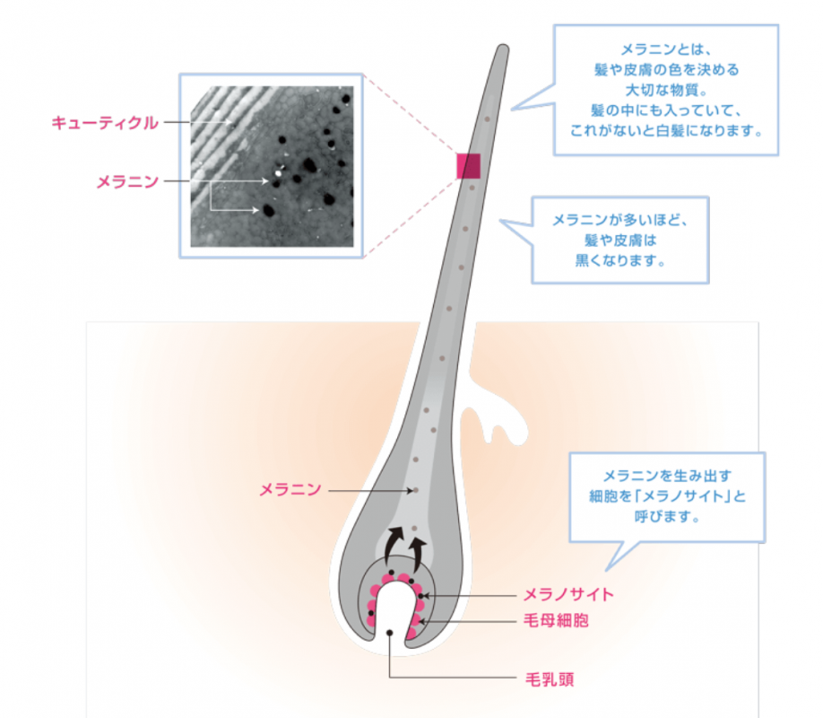 コラム画像